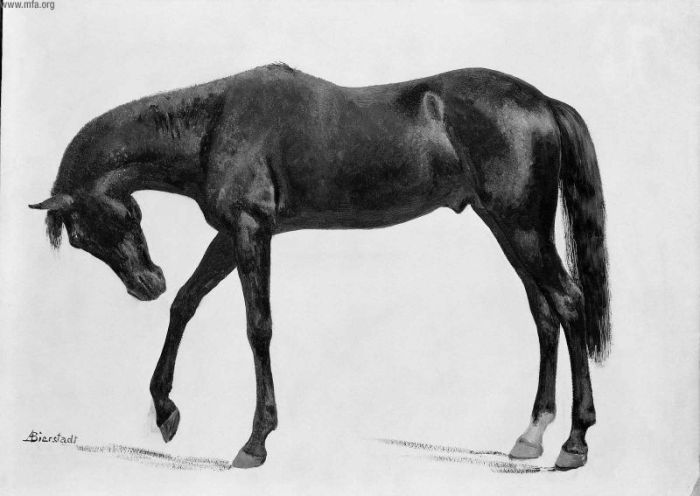 Black Horse