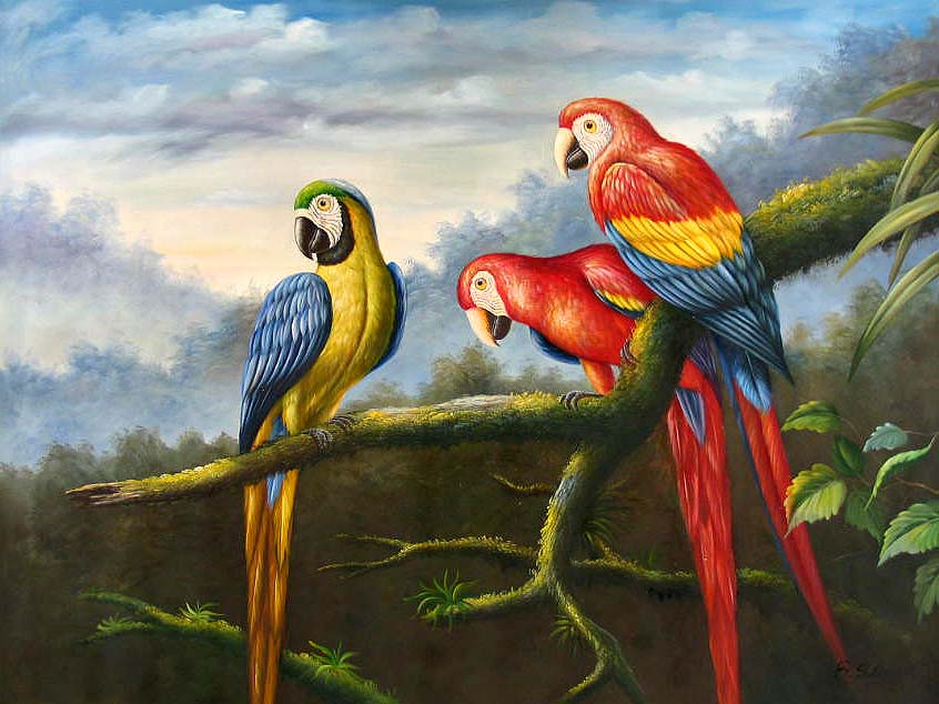 Jungle Parrots