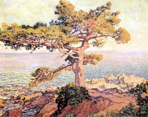 Pine by the Mediterranean Sea