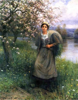 Apple Blossoms in Normandy