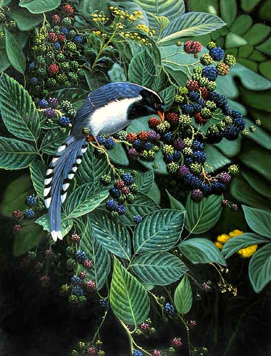 Blackberry Picker