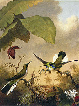 Black Eared Fairy