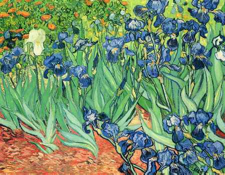Irises