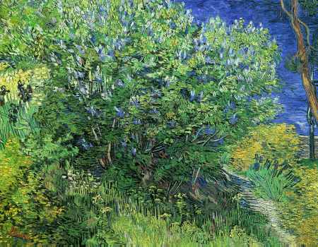 Lilacs