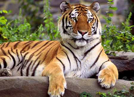 Siberian Tiger