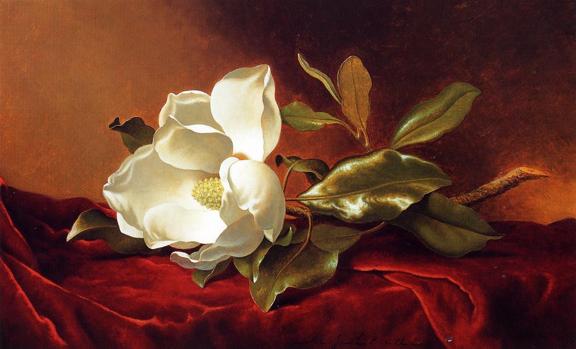 A Magnolia on Red Velvet