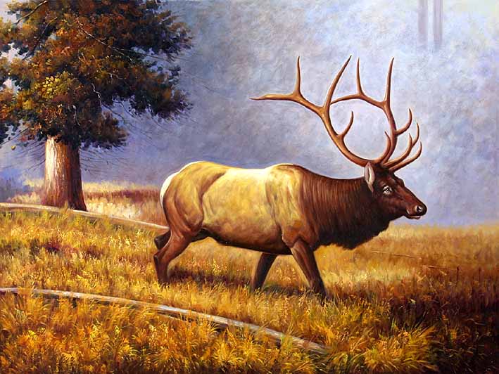 Wandering Moose