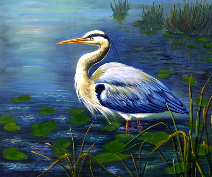 Grey Heron