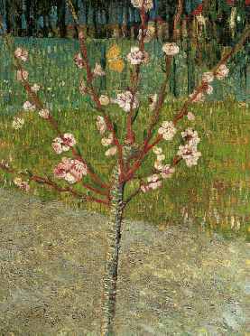 Almond Tree in Blossom
