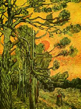 Pine Trees Against a Red Sky with Setting Sun