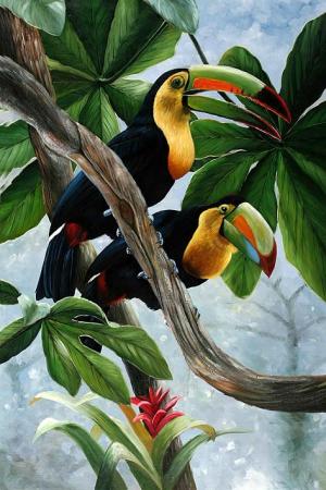 Keel Billed Toucans